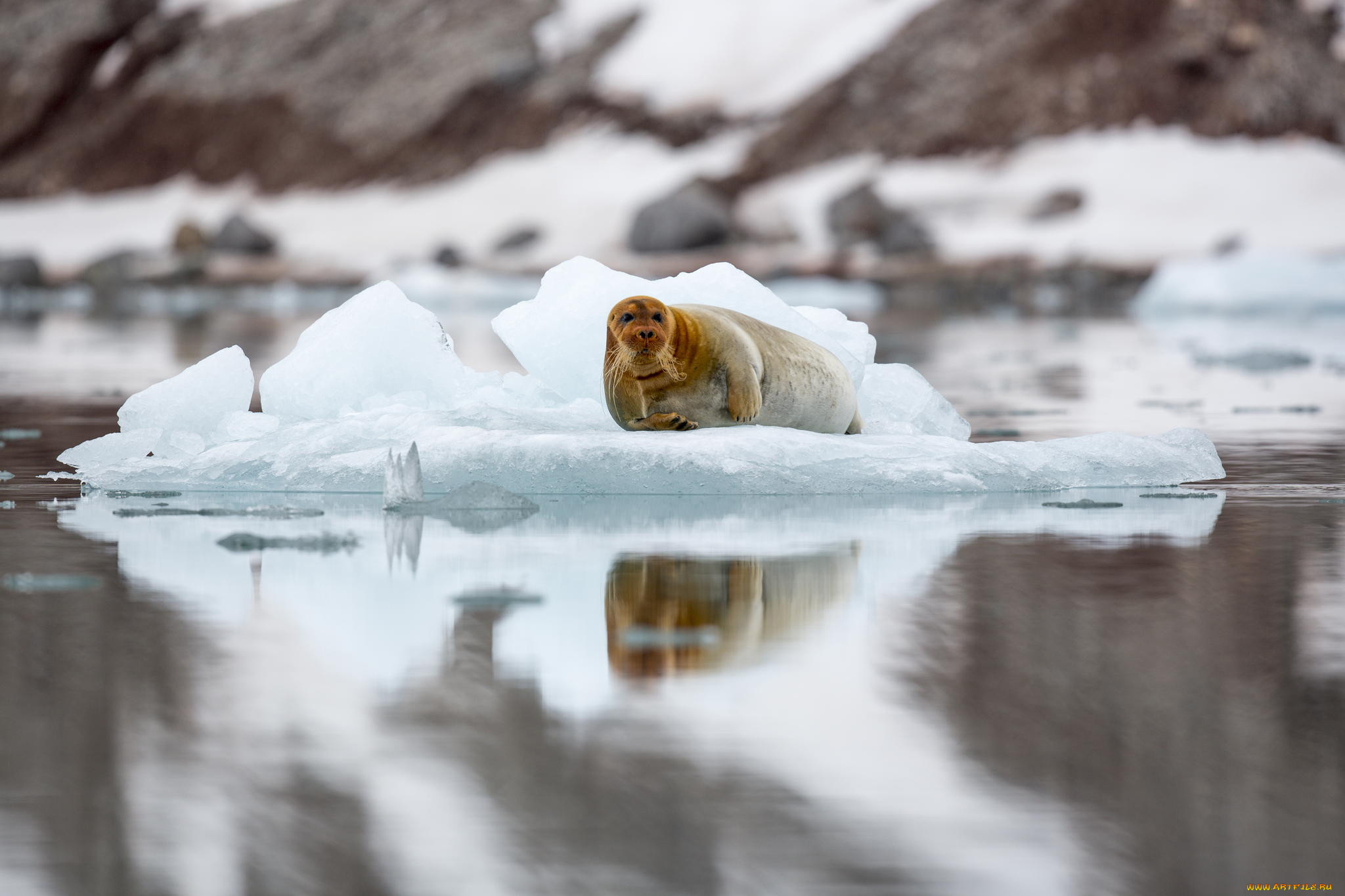 Ice animals. Лахтак Шпицберген фото. Остров Шпицберген животные. Тюлень на льдине. Животные на льдине.